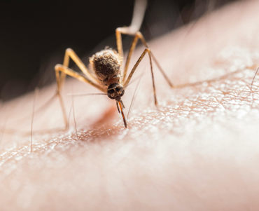 malaria